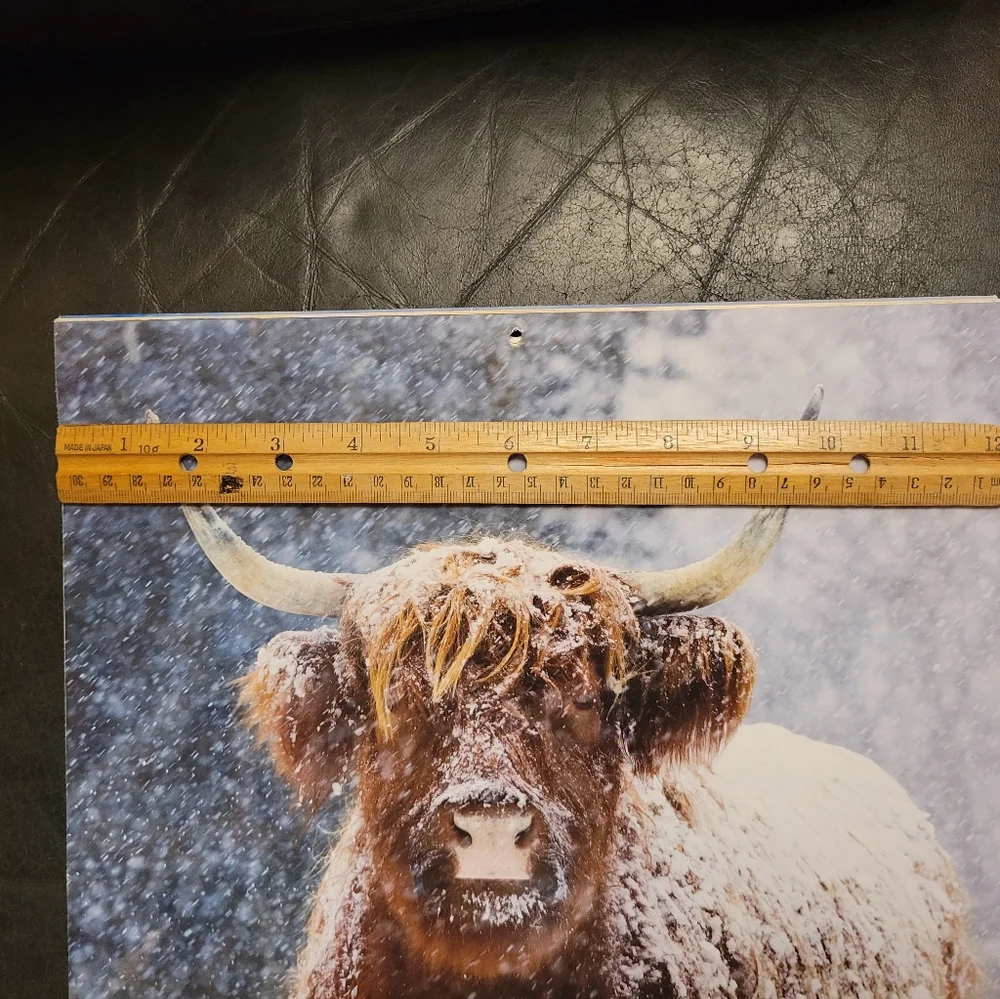Farmhouse Cow‎ Picture highlander pictures